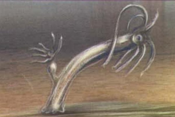 Kraken 16 onion